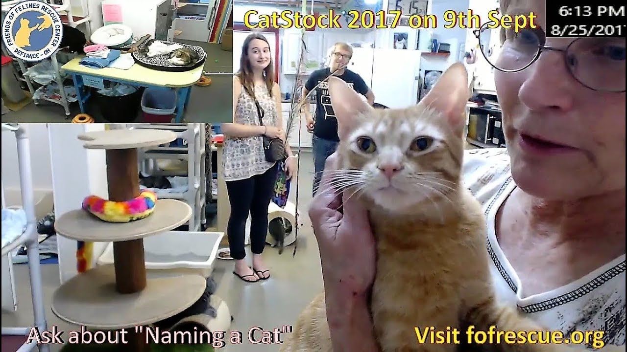 Adoption of Spiker/CH cat/ (FFRC)  2017.08.25