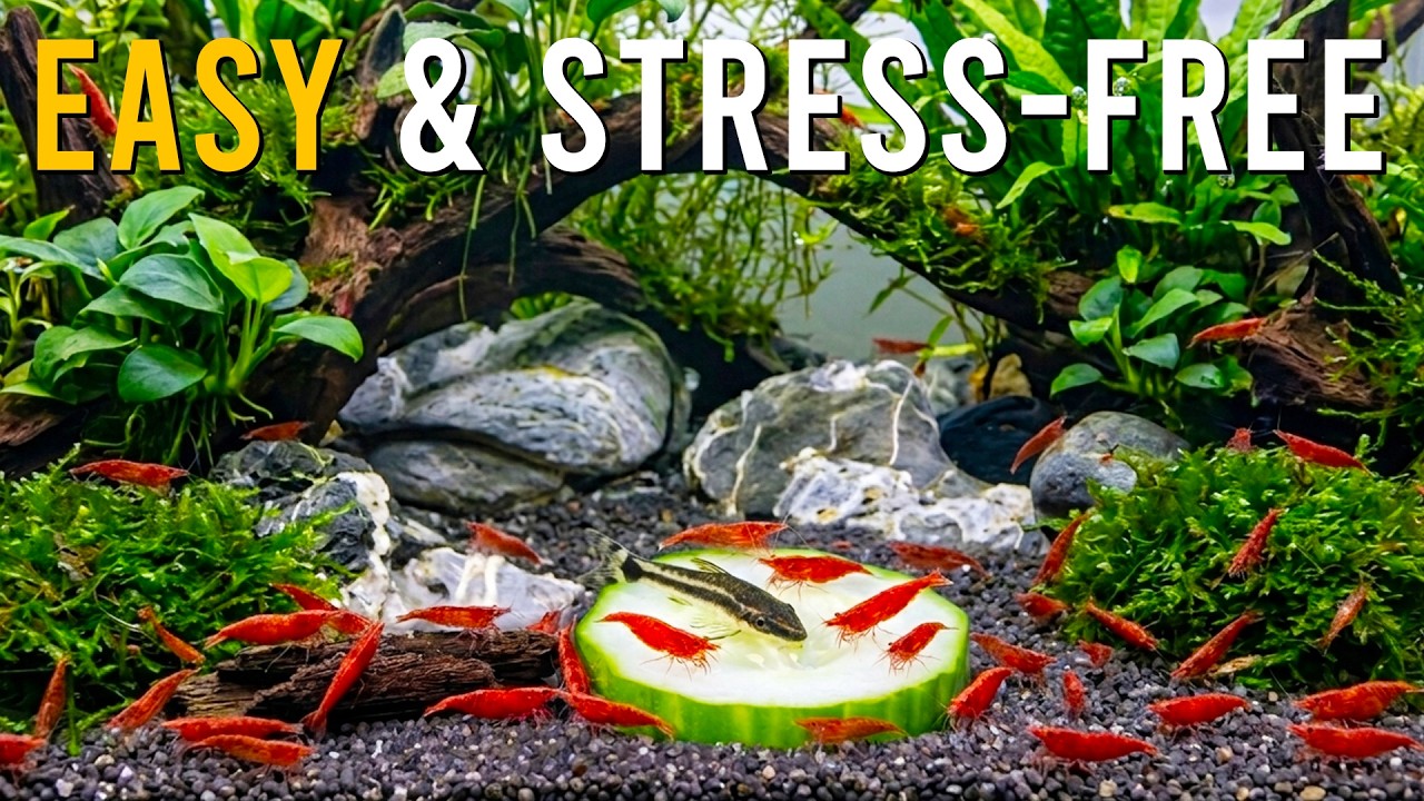 How To PROPERLY Feed Aquarium Shrimp & Fish: Biofilm, Algae, Food & Mistakes