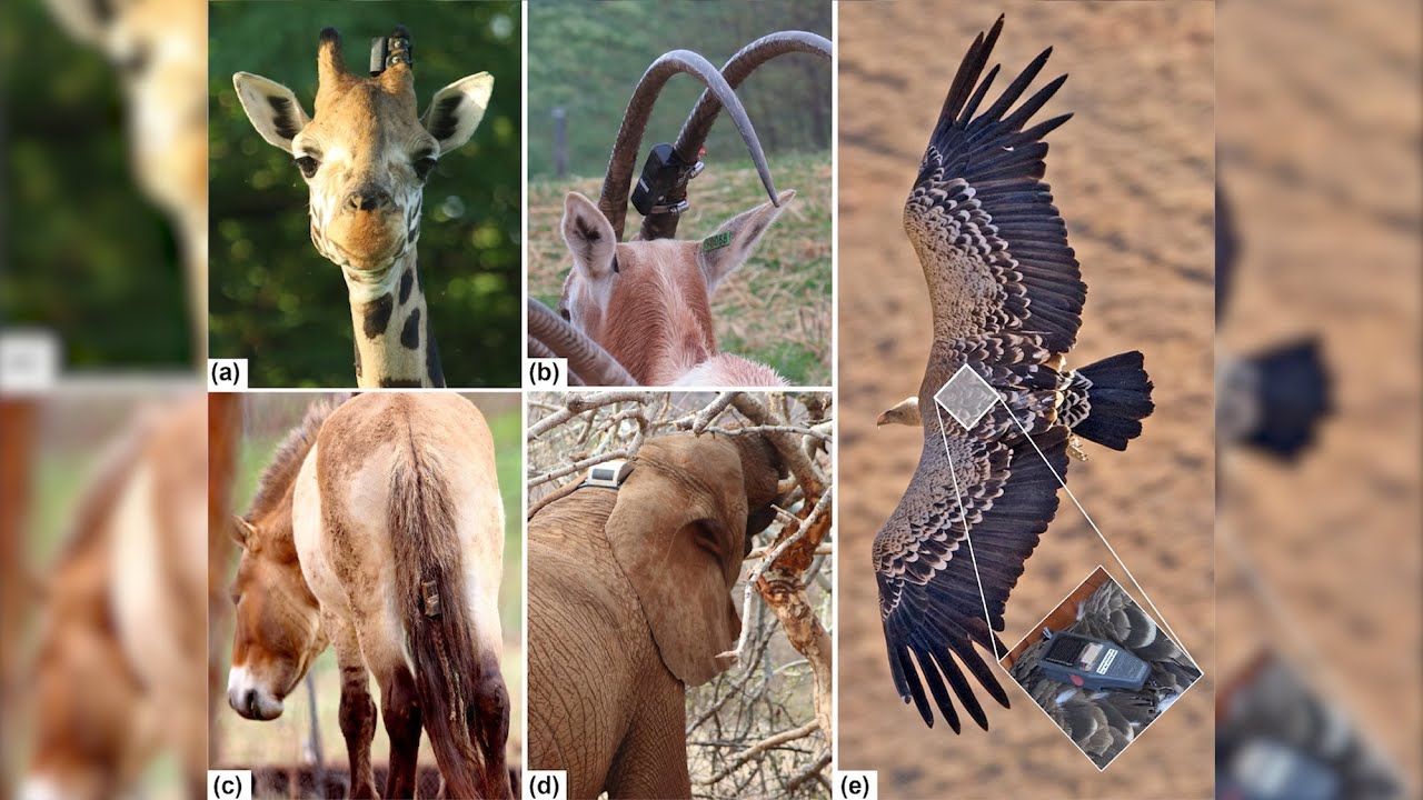 Solar-Powered Animal Tracker Changes How Data is Gathered in the Wild
