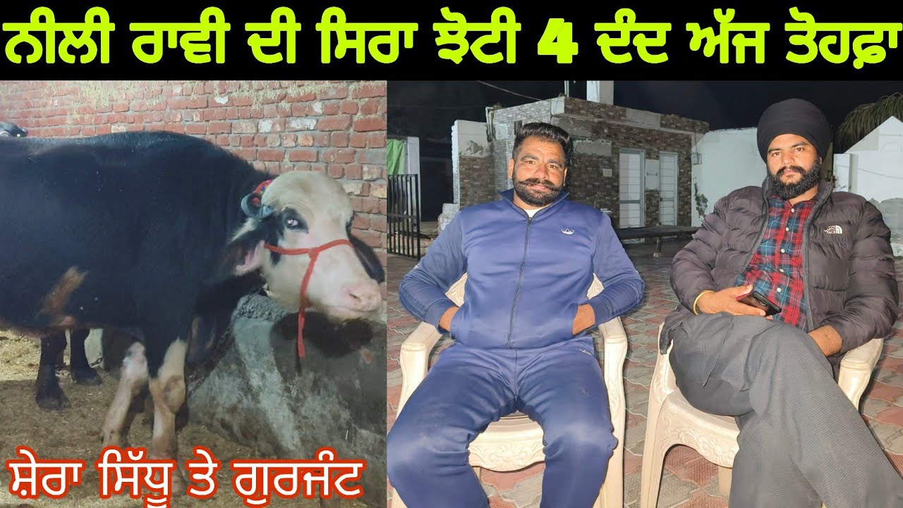4,4 ਦੰਦ ਤਾਜ਼ੀਆ ਸੂਈਆਂ ਝੋਟੀਆਂ ਵਿਕਾਊ ਵੀਰ ਕੋਲ 9814560018