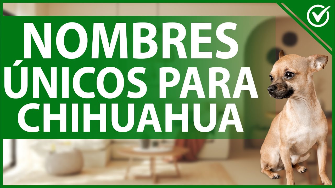 🐾 Los Nombres más Originales para un Perro Chihuahua ¡Te Encantarán! 🐾🐶