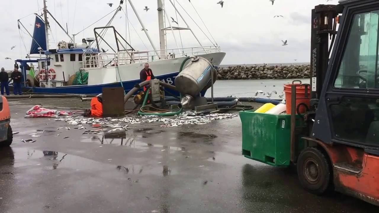 Sildefiskere fra Gilleleje