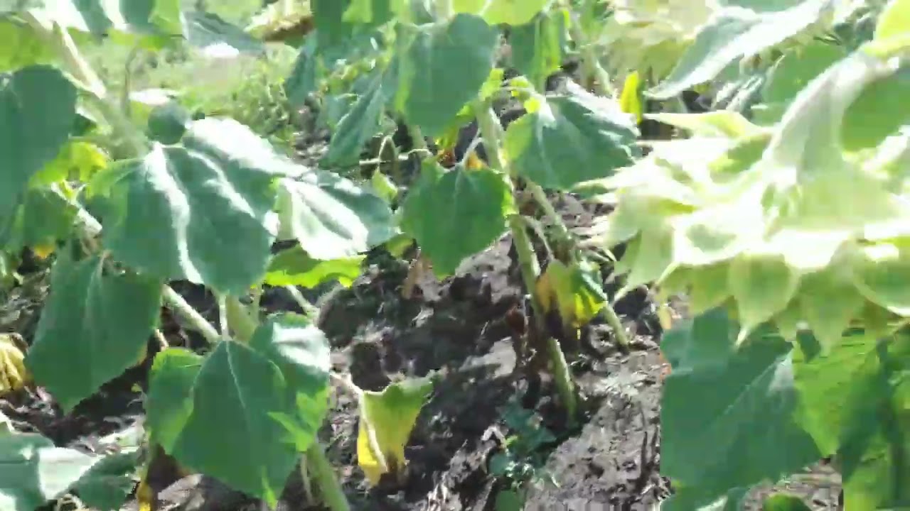 9.08.23.🌻 LG-50480 такі голови що весь на землі.😪
