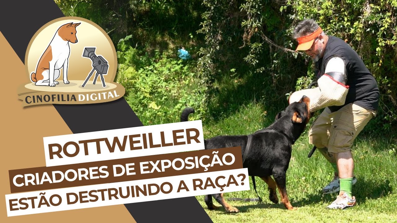 Rottweiler | Cão de Exposição X Cão de Guarda | Cinofilia Digital