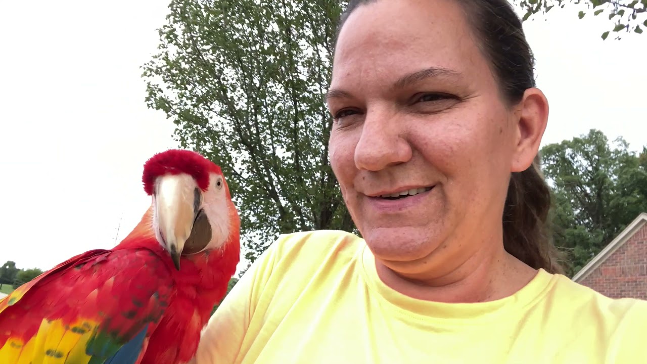 #274 HOW TO STOP MY PARROT FROM SCREAMING?