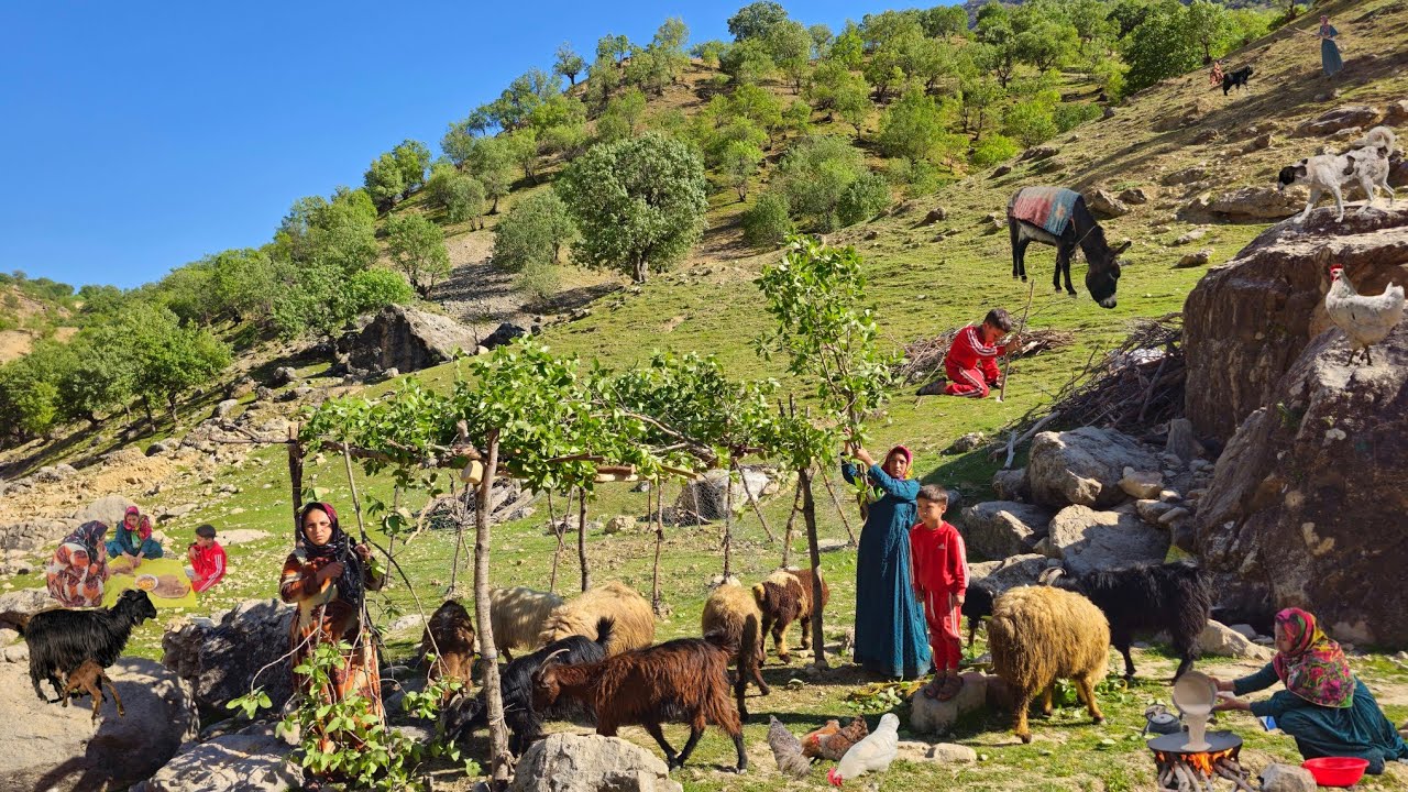 Nomadic life:Building a canopy by Khersan River single nomad girls lush nature in zagros Mountains