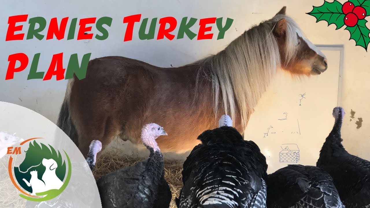 Ernie to save Christmas for his Turkey friends!