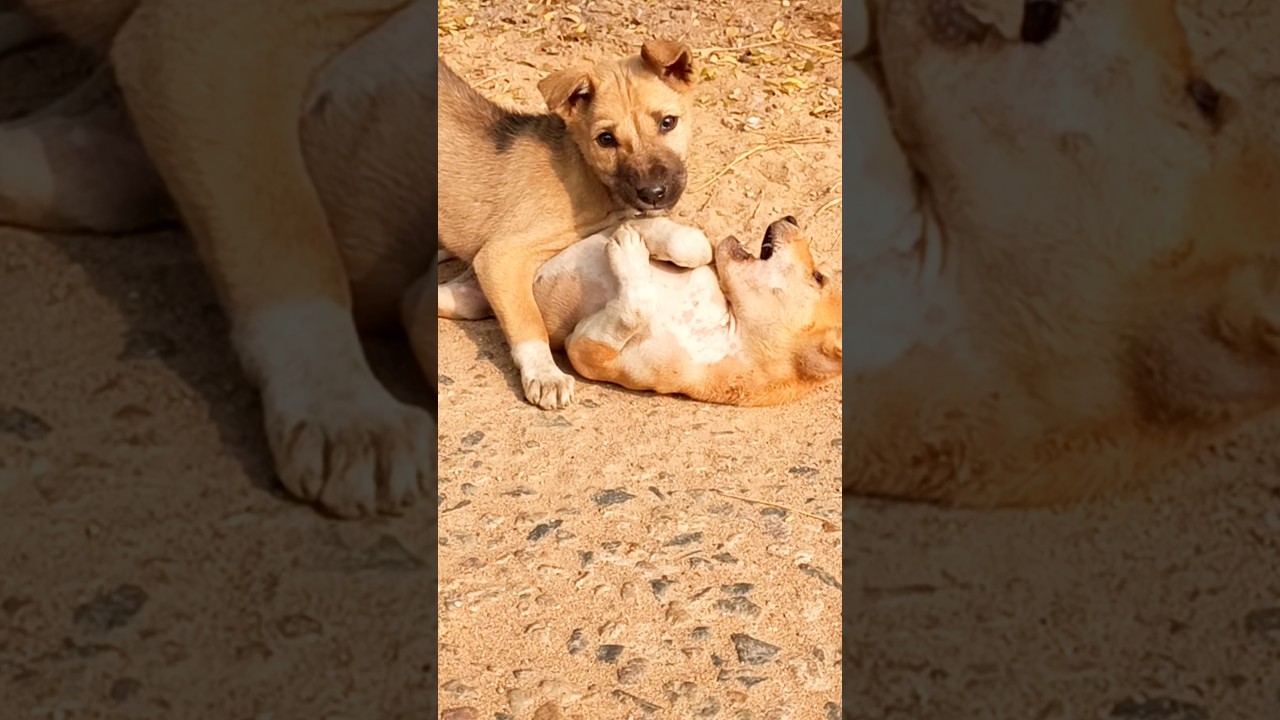 Happy New year 🎊 cutest puppys funny dog barking 