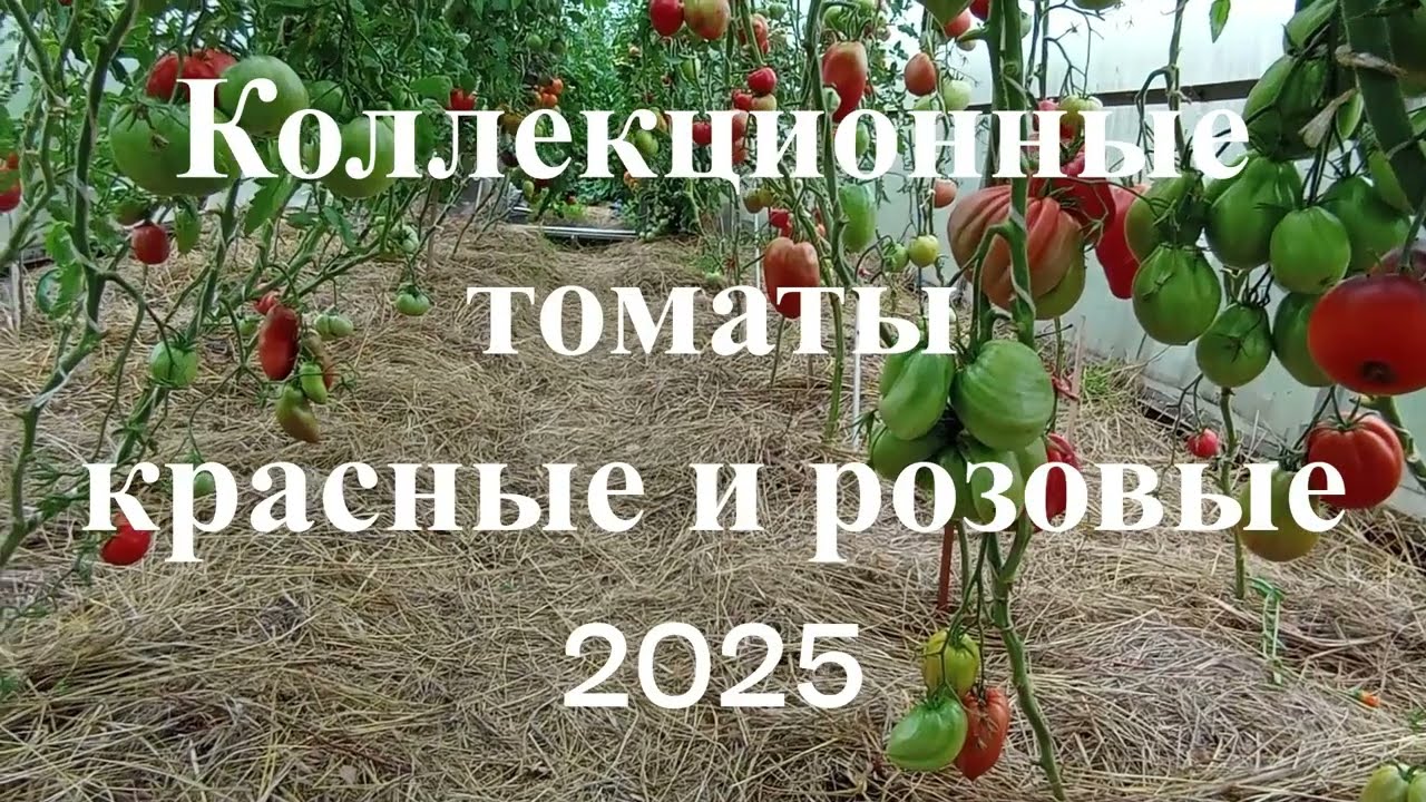 Коллекционные красные и розовые  томаты 2025