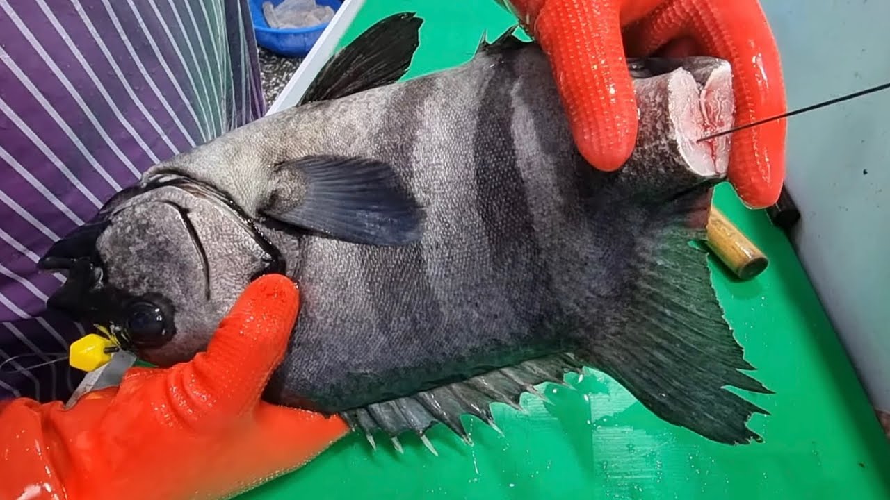[돌돔회뜨기] 가장 상세히 설명하는 자연산 돌돔 손질법. 지금시기 수율은? Korean fish market - Rock bream