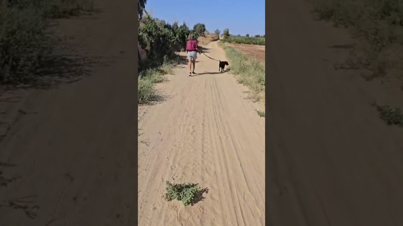 Mel'ting Pets - CHLOE (2)