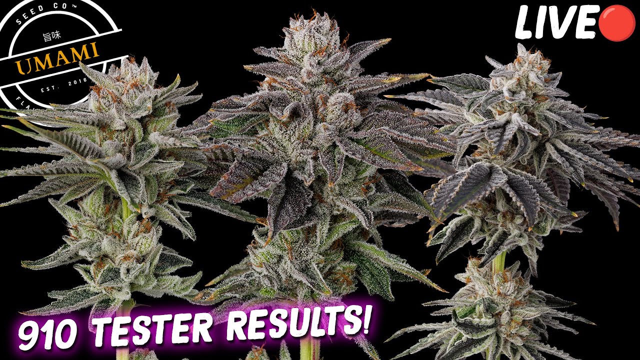 Umami 910 Tester Results Live!