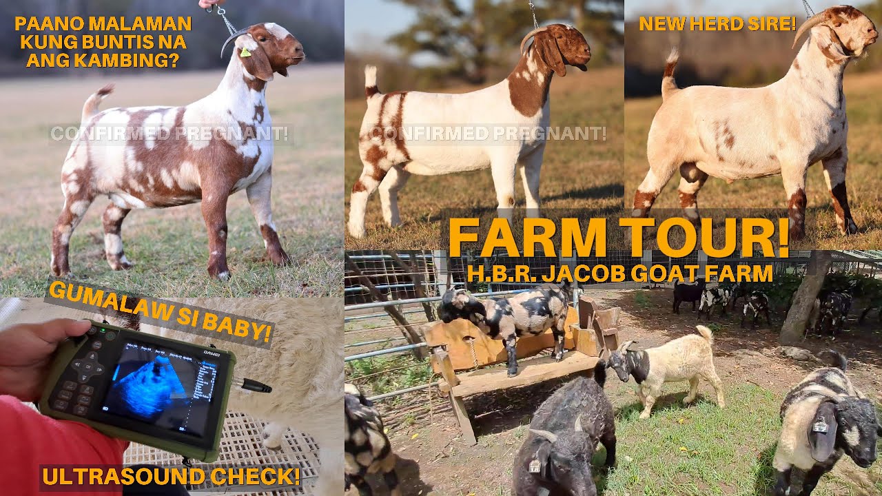 Buntis Ba ang Mga Kambing? Ultrasound Results + Tips & Farm Tour sa Goat House Extension!