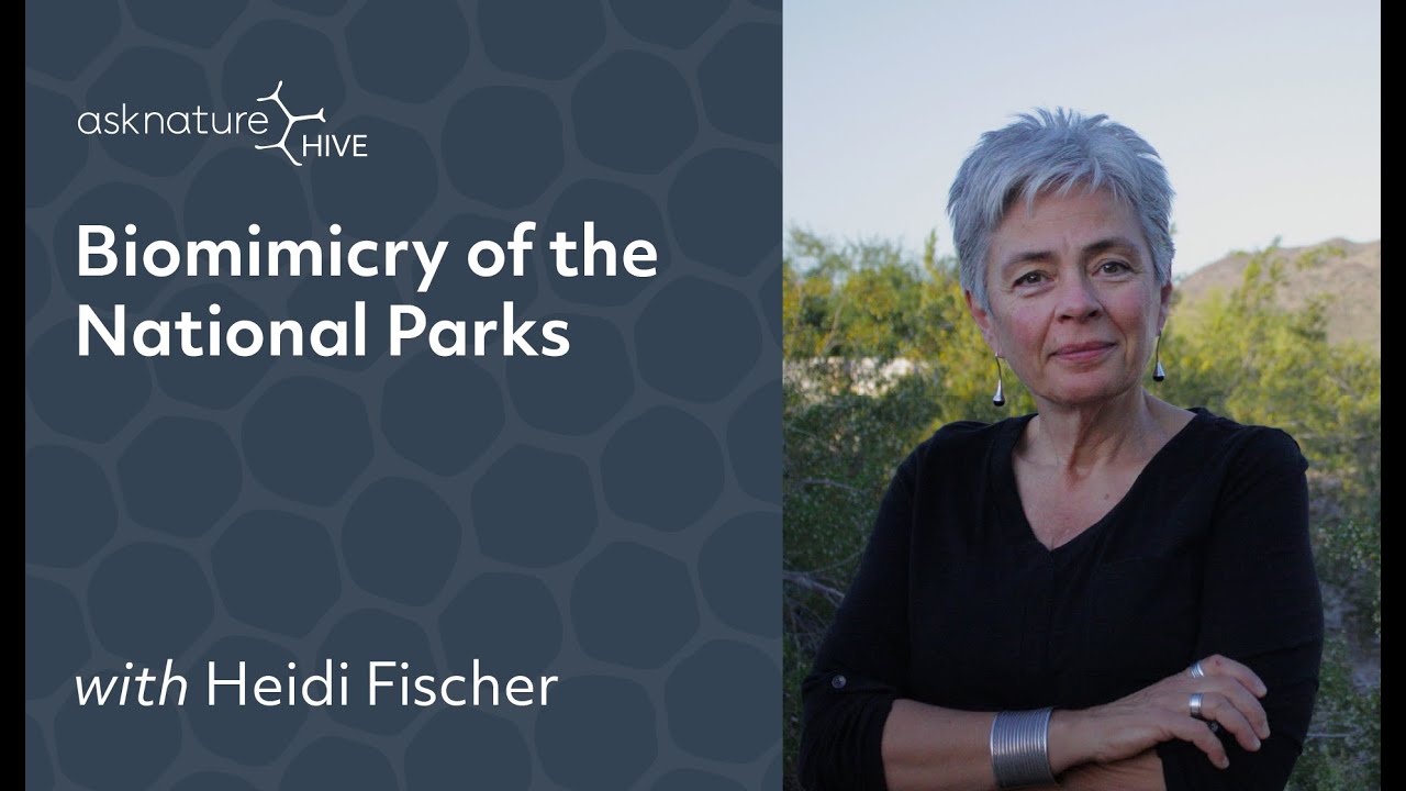 AskNature Hive Live Convo with Adelheid Fischer Replay