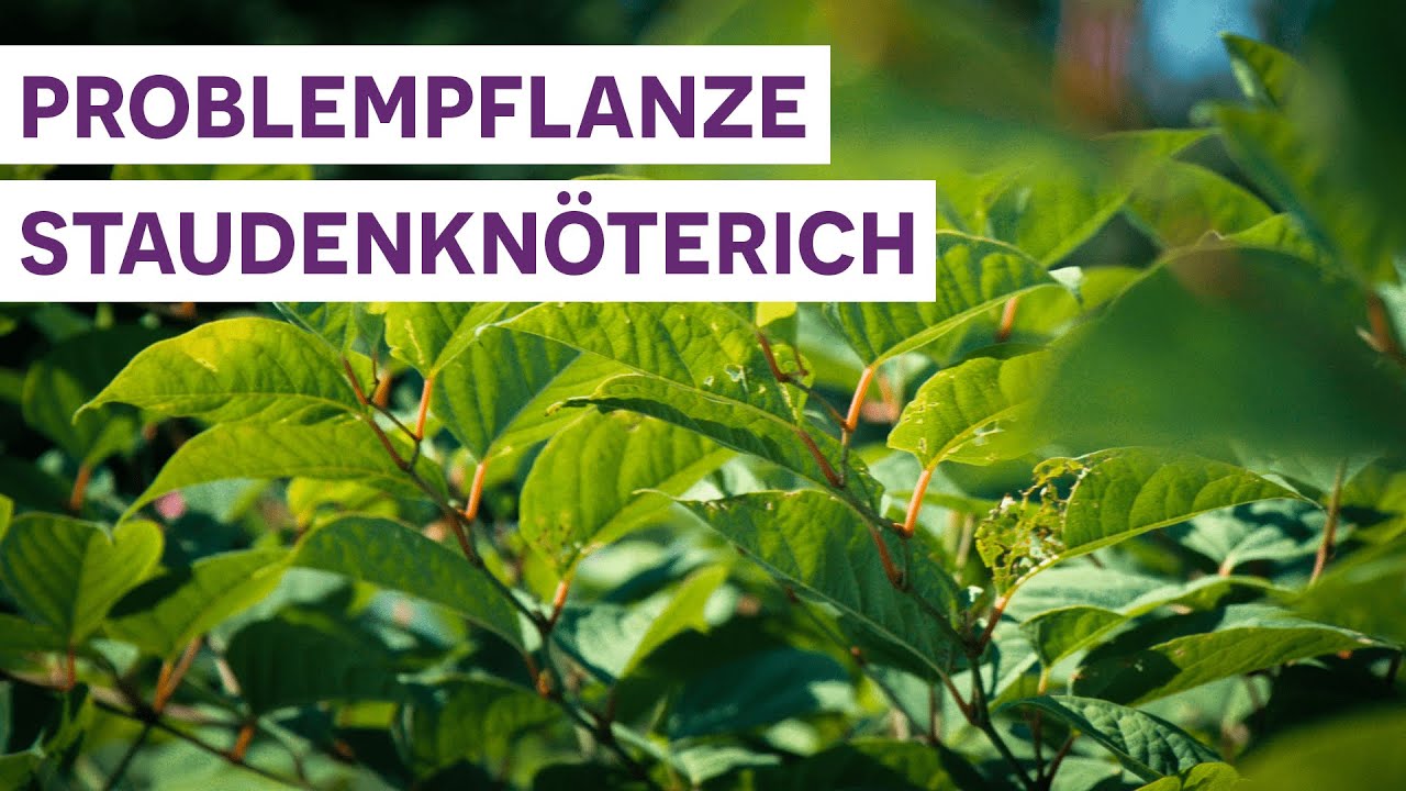 Pflanzenportrait – Problempflanze Japanischer Staudenknöterich