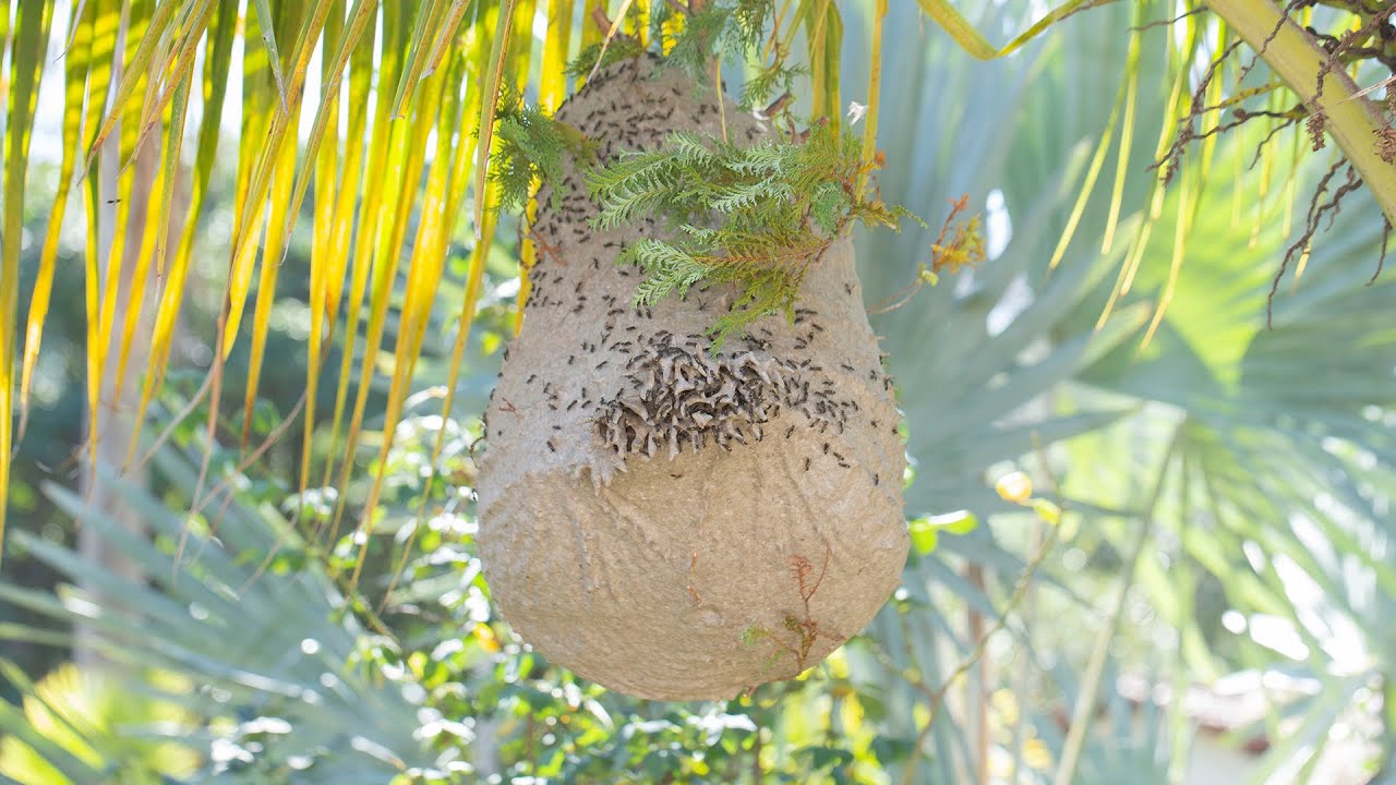 Vespas, Aprenda Remover de Forma Rápida e Segura