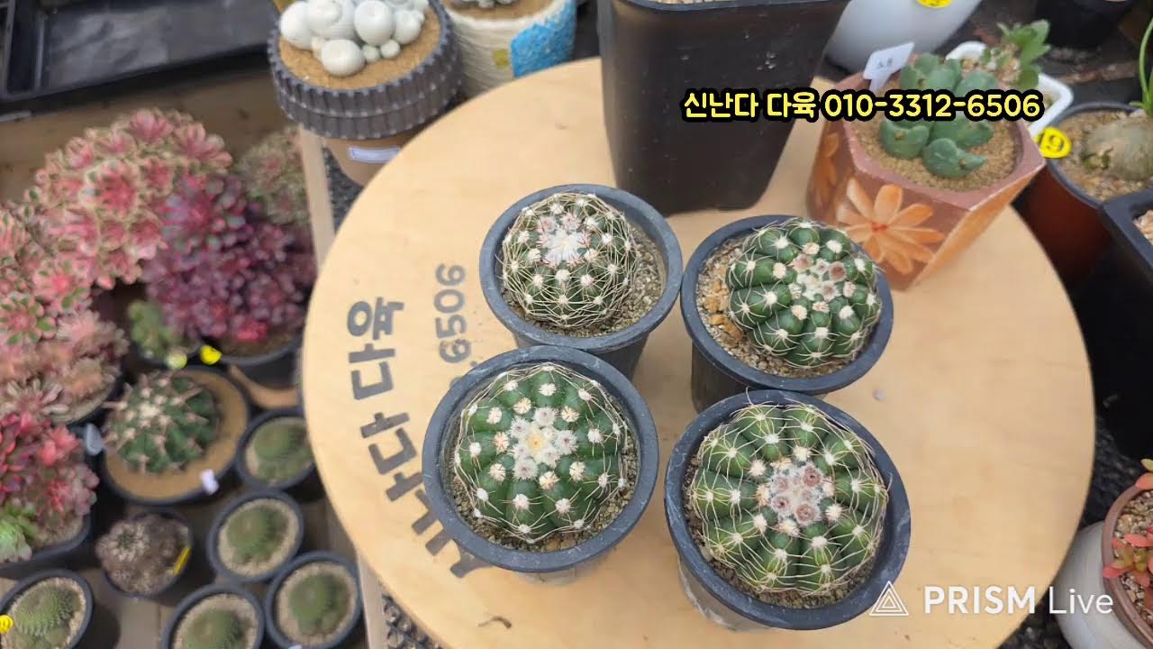 신난다다육 라이브 방송