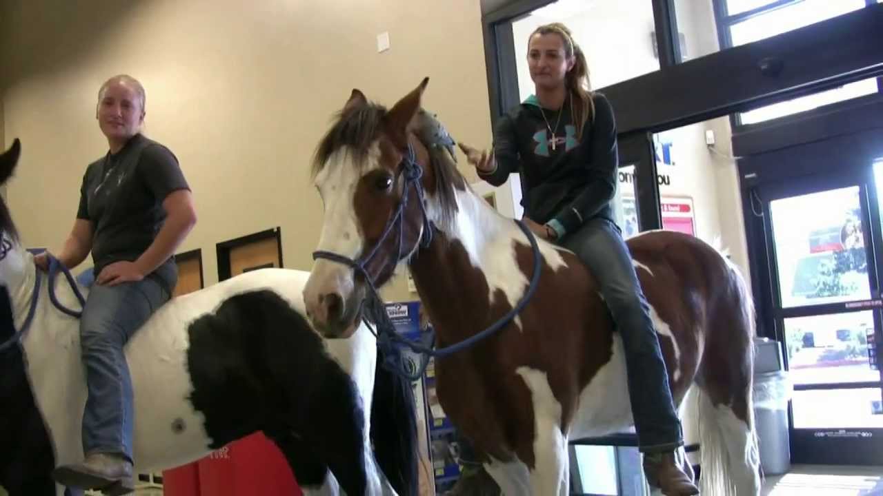 Лошади в Petsmart без уздечки и без седла. Лео — четырёхкратный чемпион мира по трём породам.