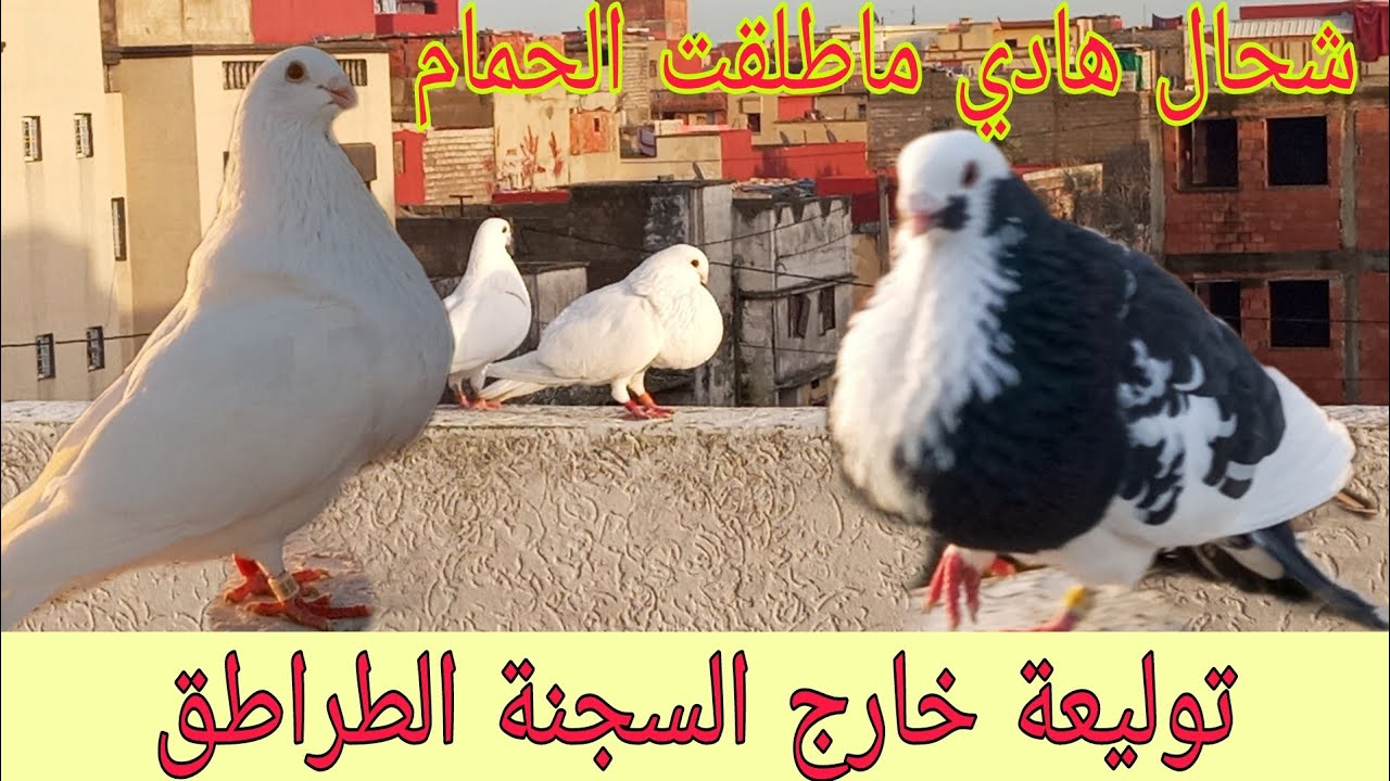 توليعة خارج السجنة الحمام شحال هاد ماطلقتو 