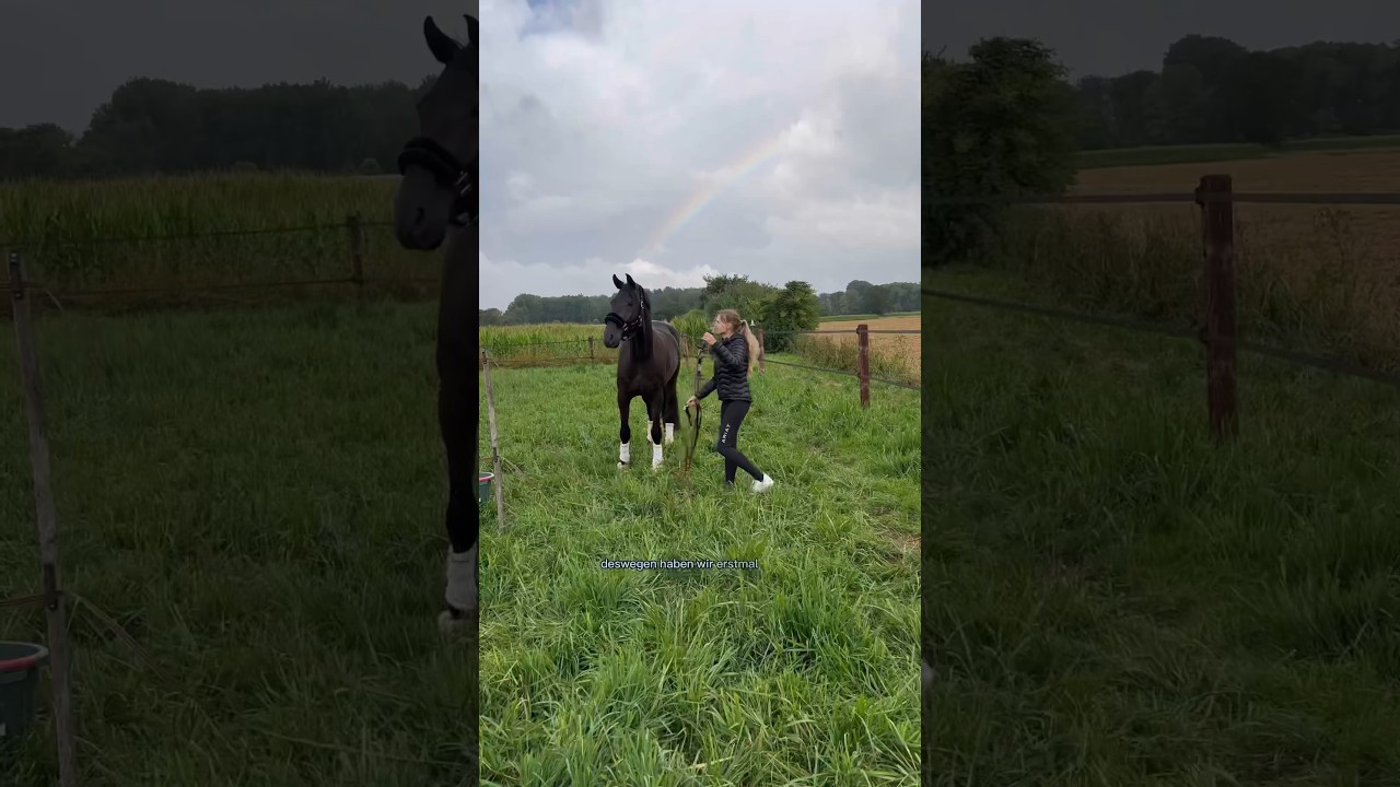 Unser neues Pferd 🐴 lernt die andere Pferde kennen. Weidezeit #pferde #reitsport #pferdeliebe