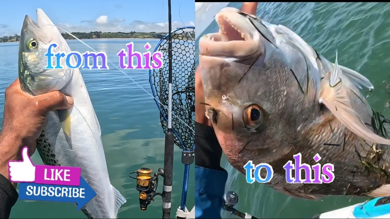 Snapper fishing nz...