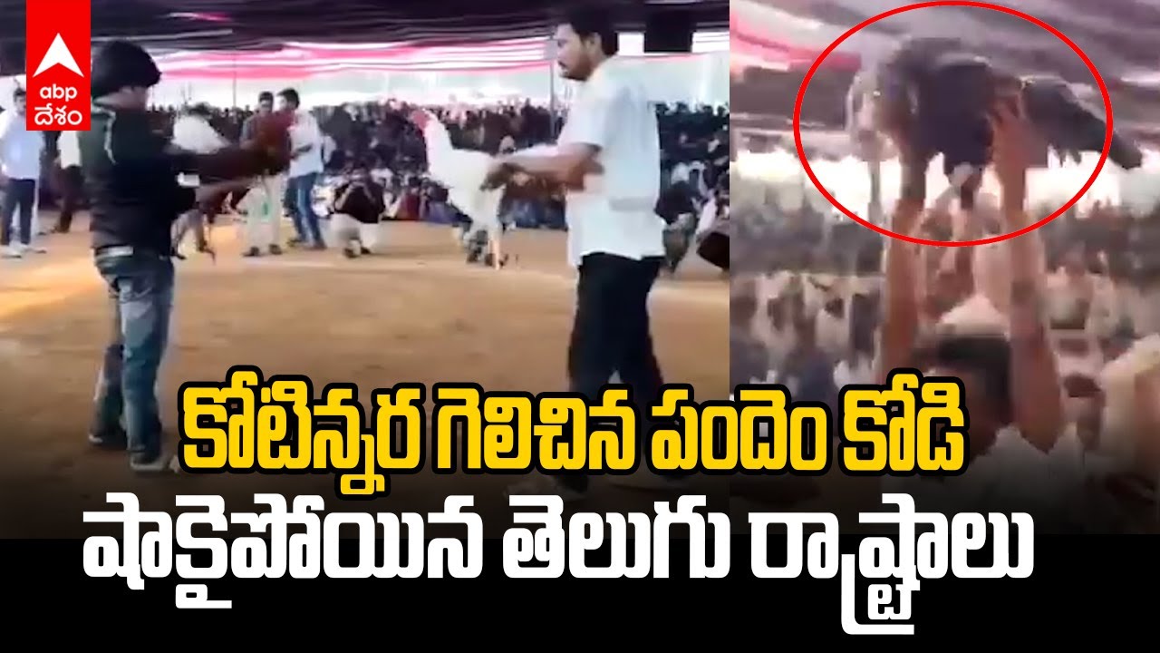 Rooster Won one Crore and Fifty Lakhs | గోదావరి జిల్లాల కోడి పందేల మాస్..కళ్లు చెదిరే బెట్టింగ్ |ABP