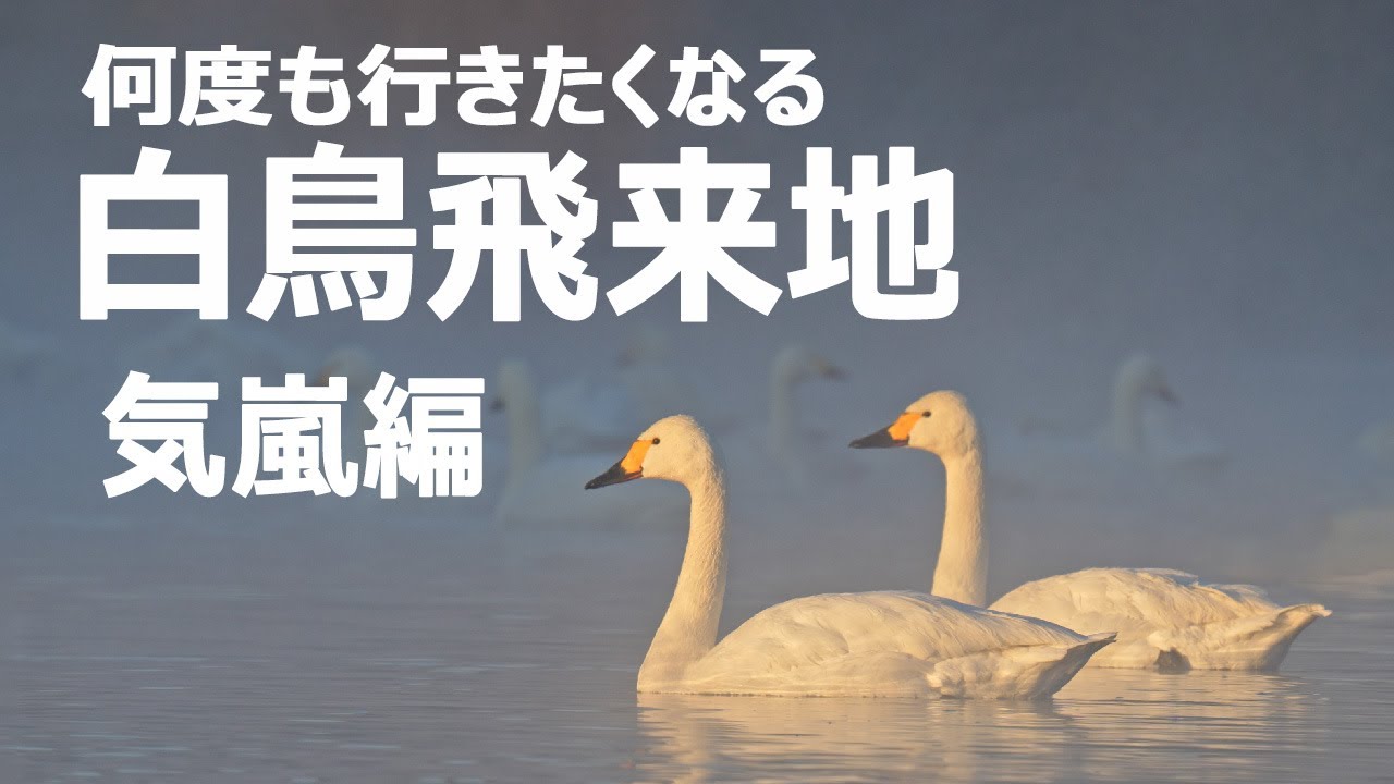 川島町白鳥飛来地【気嵐編】越辺川