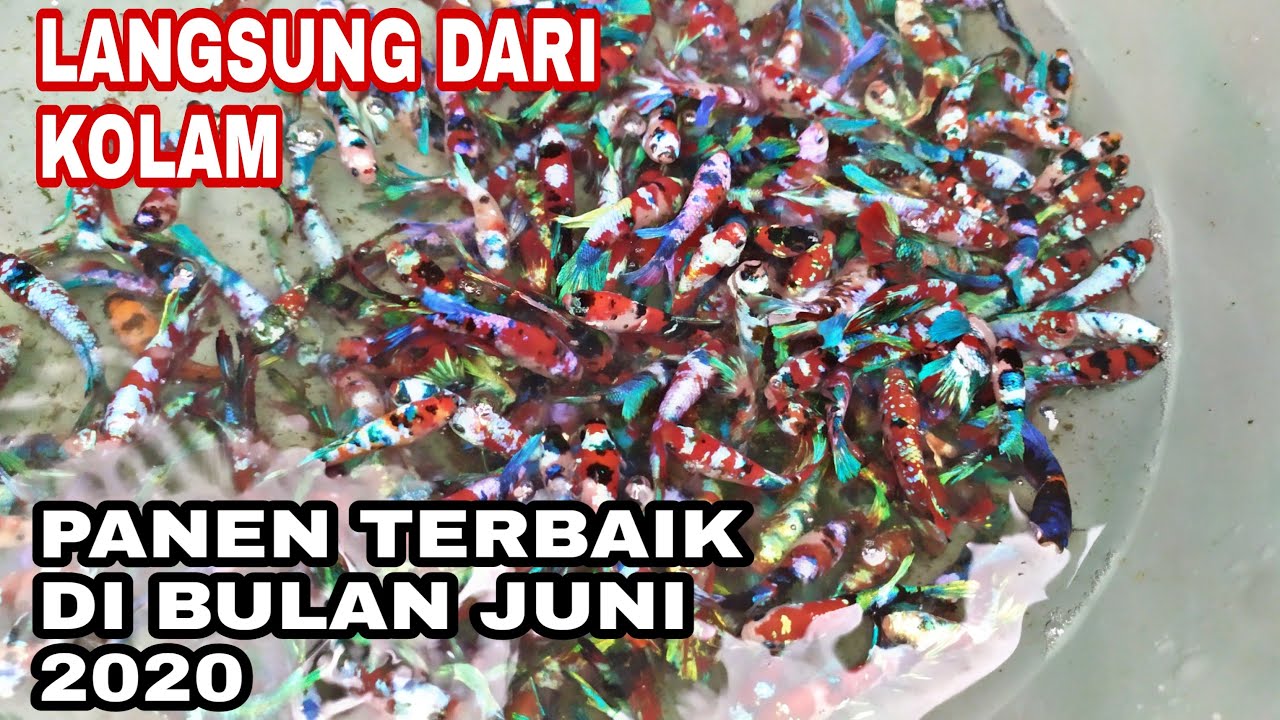 LANGSUNG COMOT DARI KOLAM 500 EKOR GALAXI KOI....