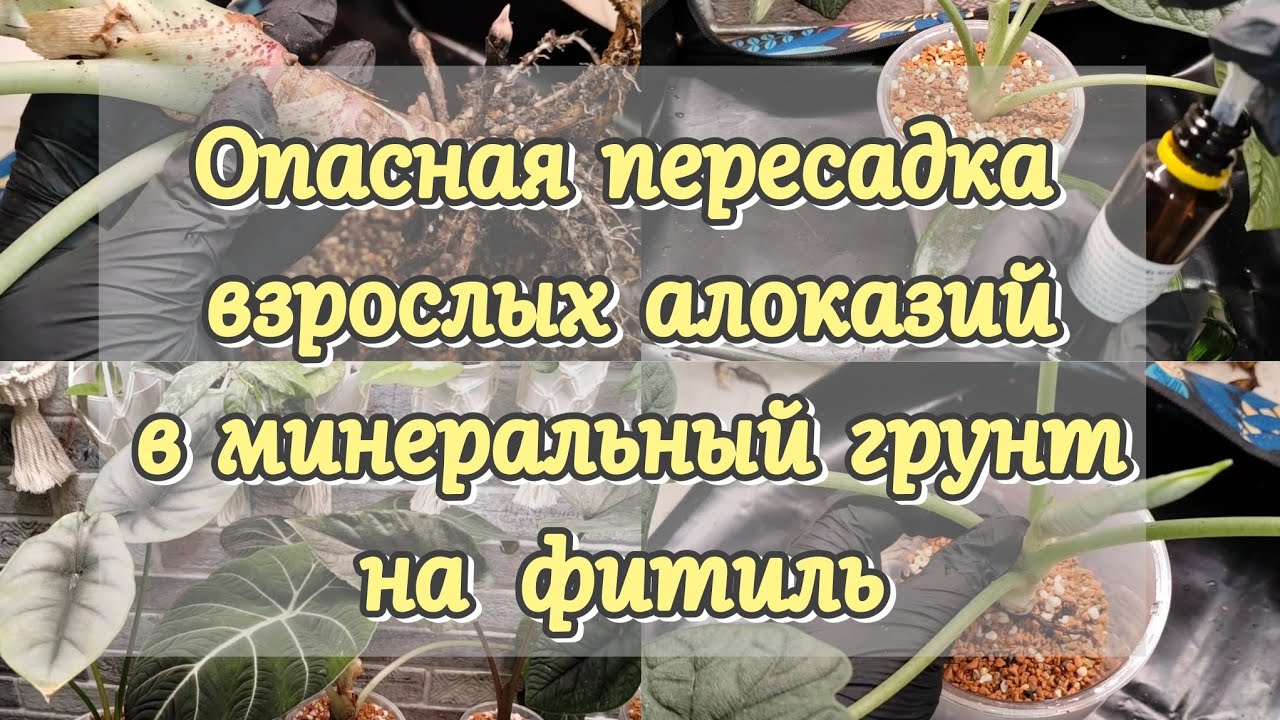 Опасная пересадка взрослых алоказий в минеральный грунт на фитиль 