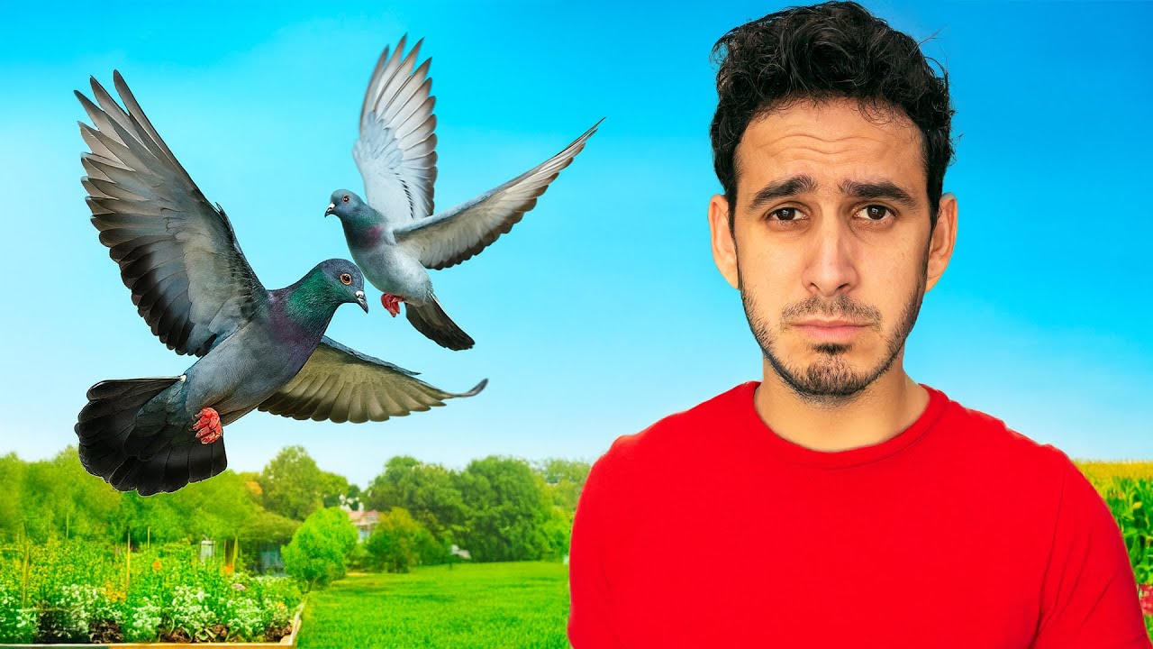 Se Van Mis Palomas de La Finquita Bonita ?