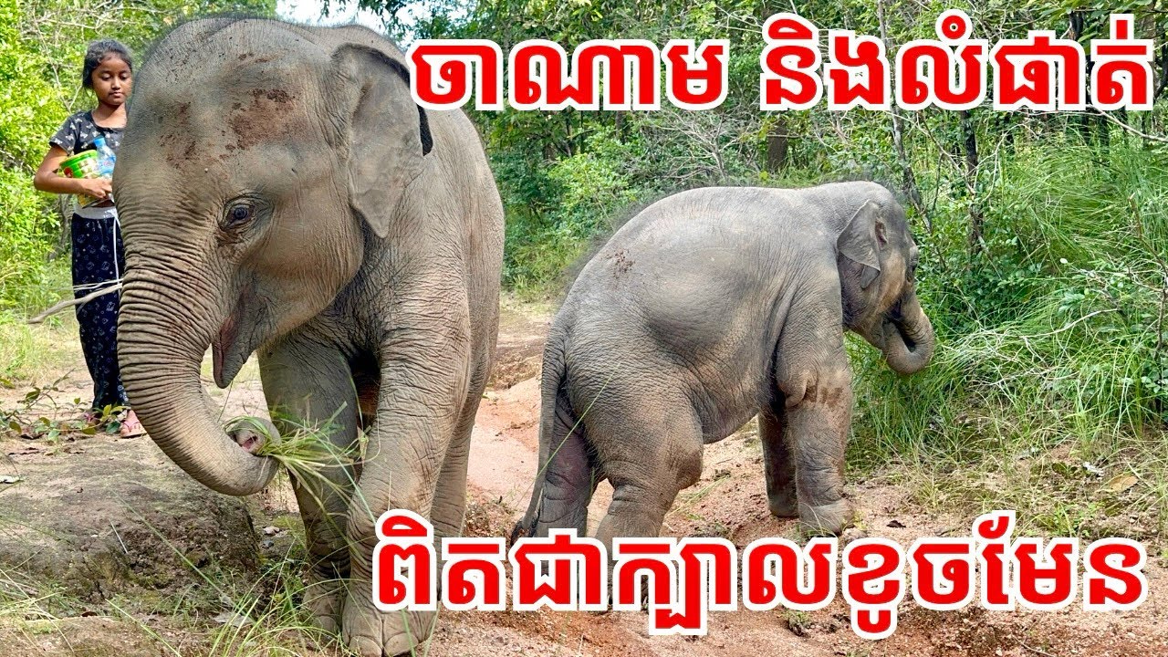 លំផាត់ និង ចាណាម ពិតជាក្បាលខូចមែនបងប្អូន កូ ឪរីម និងអ៊ំពេញព្រៃ💚🐘🤝🐘💚