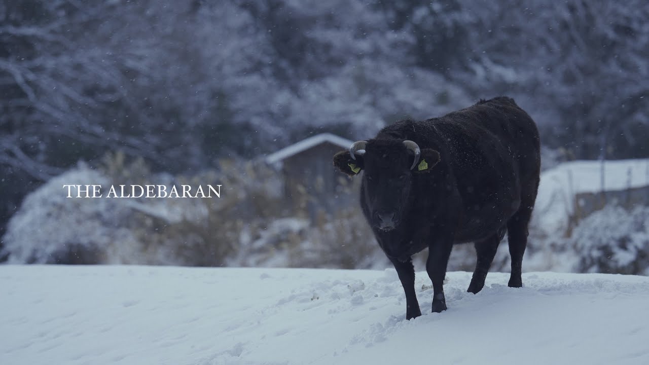 Cinematic Animal Video | ALDEBARAN