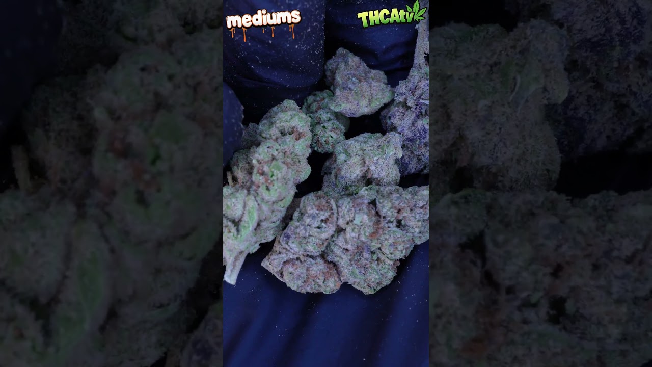 Gas or Pass: Budget Edition! 🔥💨 | Omnia 🌿 (THCASMALLBUDS.COM AA Indoor Strain Review)