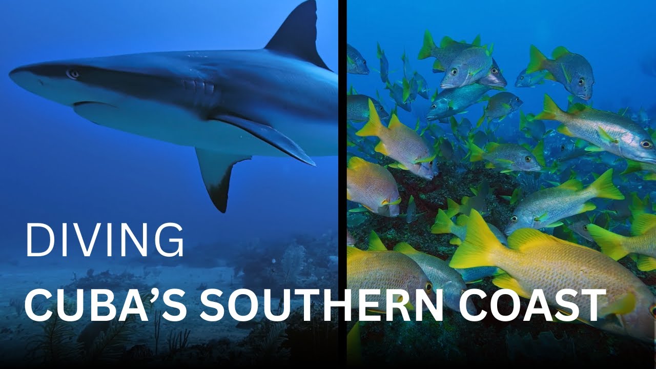 Diving Cuba Southern Coast