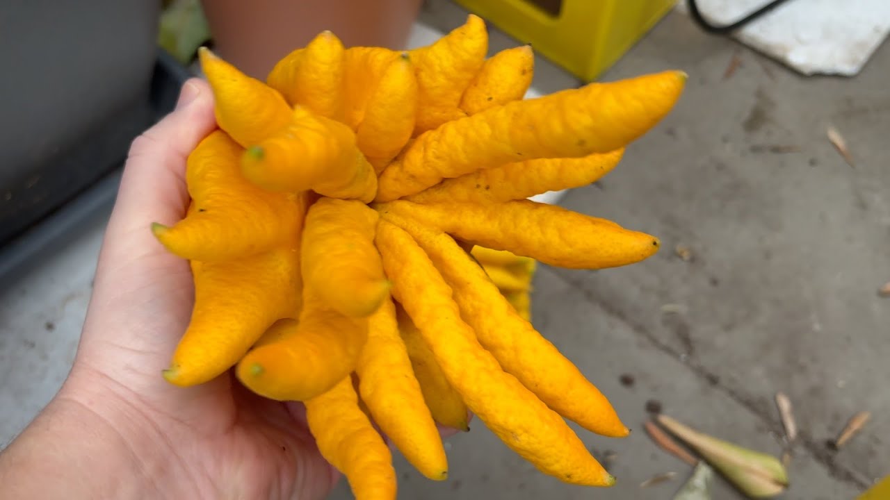 Odc. 338 - Zbi&oacute;r moich rąk buddy. Reka Buddy / Citrus medica 