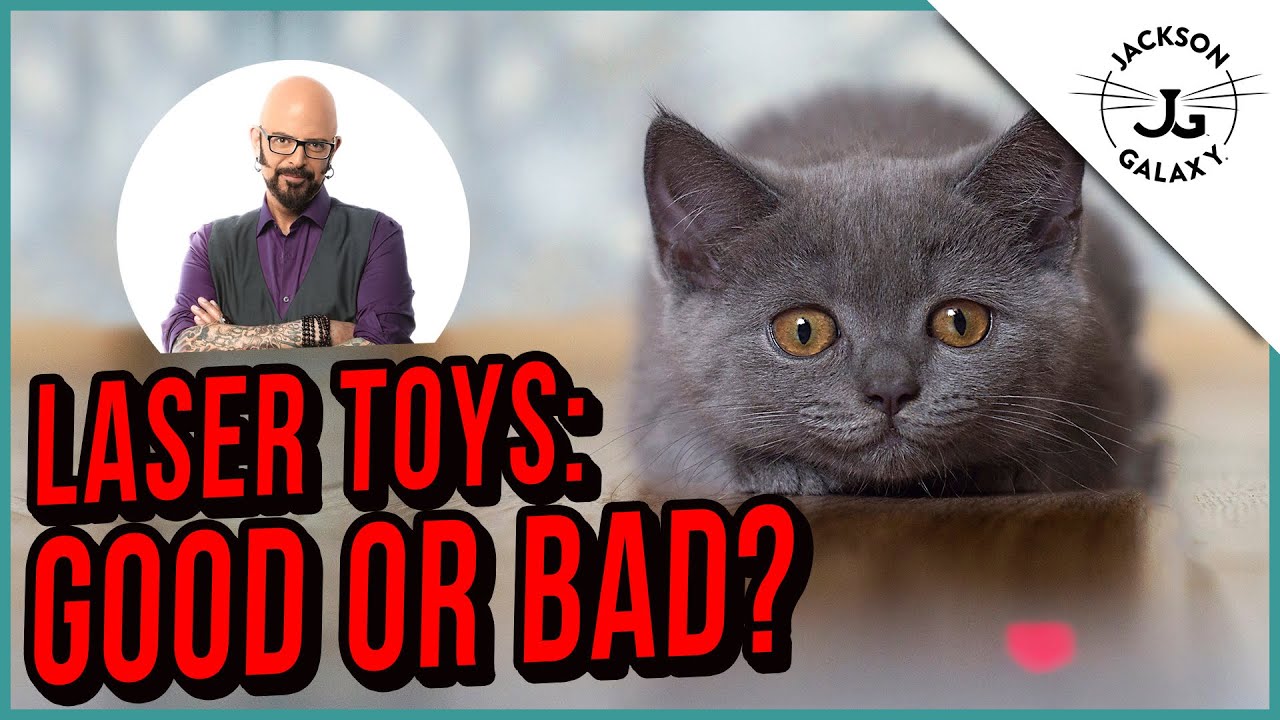 Может ли лазерная игрушка свести с ума вашу кошку?!