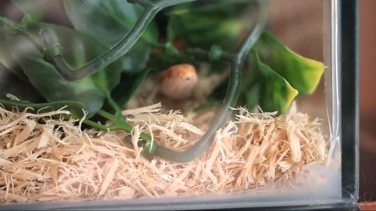 Amelanistic Corn Snake