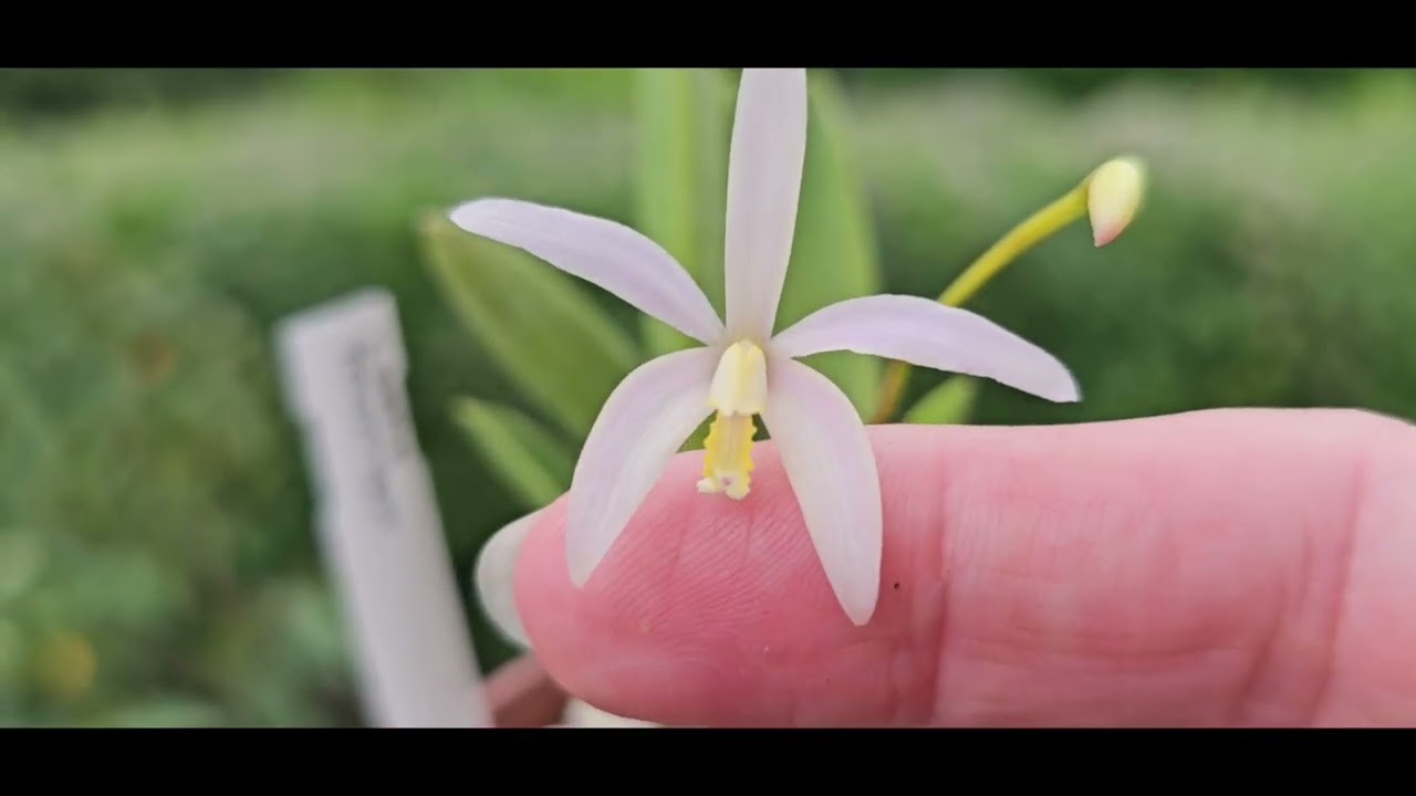 Цветение  моих  редких Орхидей #laelia #cattleya #epidendrum #lycaste        August 2025