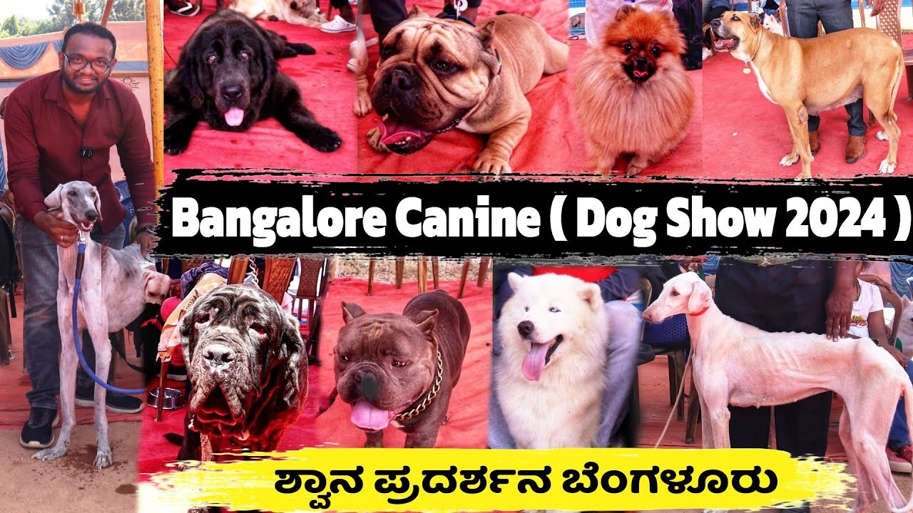 Dog Show 2024 🔥| ದೇಶಿ, ವಿದೇಶಿ ಶ್ವಾನ ತಳಿಗಳ Dog Show 🐩🐕🐶 | Bangalore Canine Association Dog Show 2024