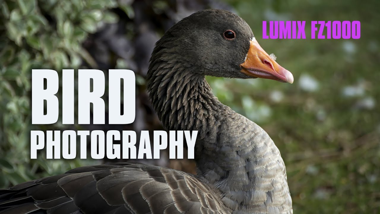 Bird Photography with the FZ1000 series