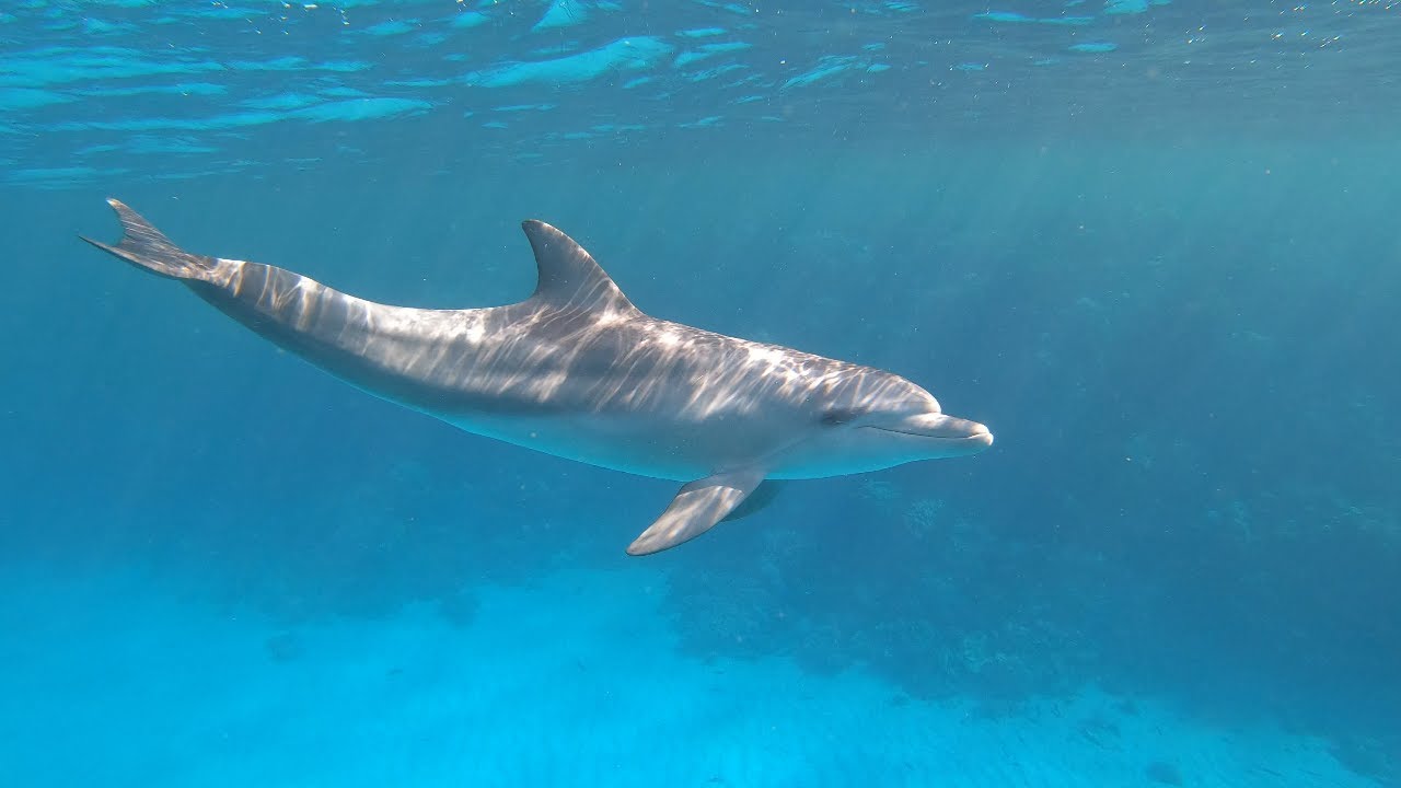 Marsa Alam Dolphins | Abu Dabbab