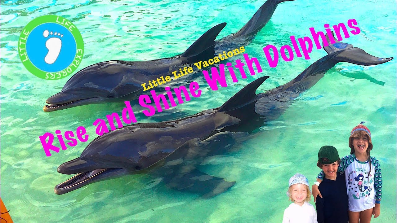 Little Life Vacations: Rise and Shine with Dolphins