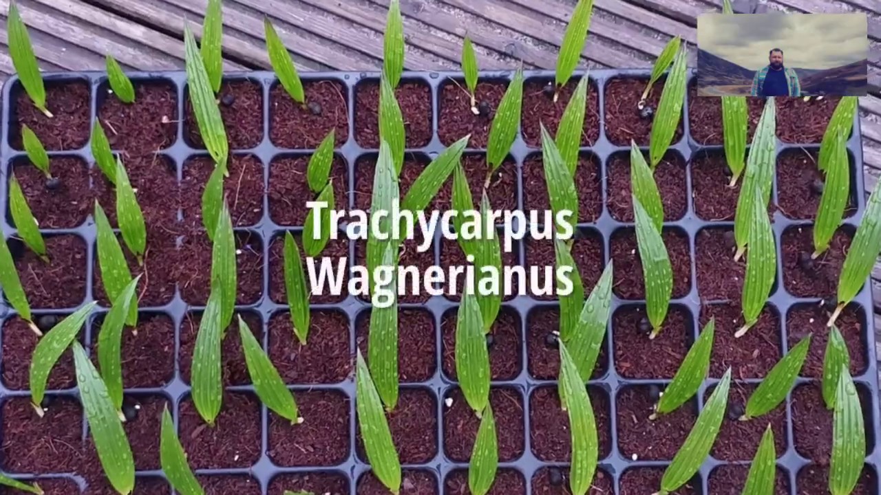 Szorstkowiec Wagnera - Trachycarpus Wagnerianus