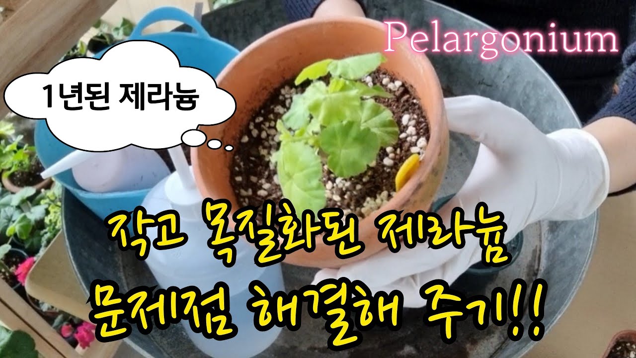 #pelargonium  1년 키운?!  작고  목질화된 #제라늄 문제점 해결해 주기!!