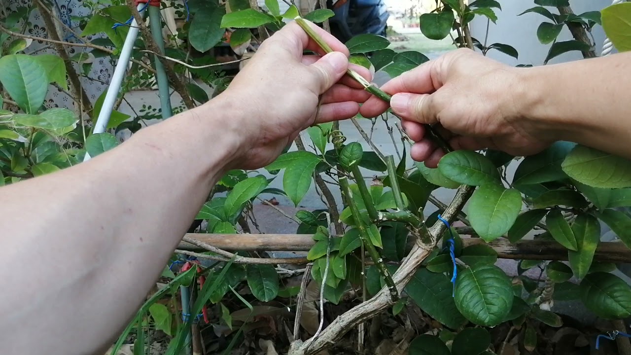 百香果嫁接：用嫩芽還是成熟枝條來嫁接？