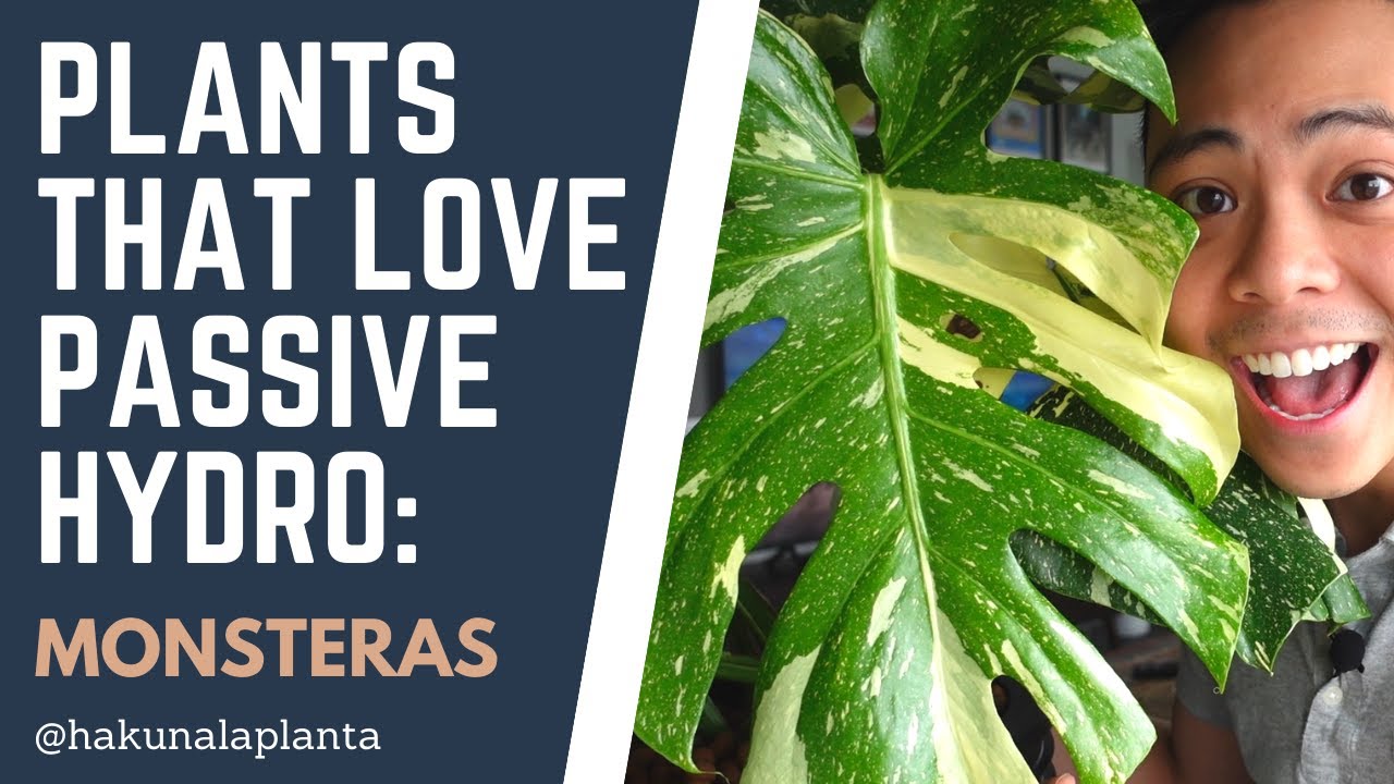 Plants that Love LECA - Monsteras (Part 3)