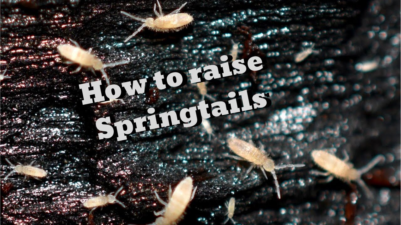 How to Care for Springtails