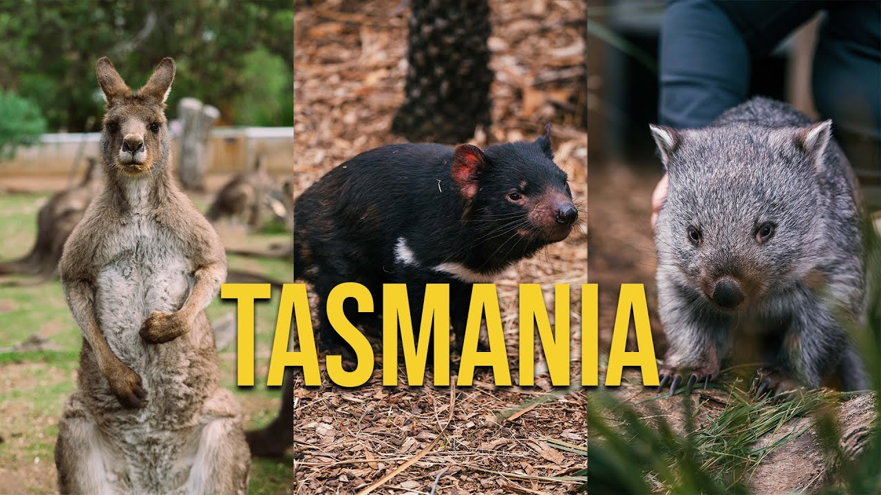 Czy diabeł tasmański jest taki straszny?  Tasmania