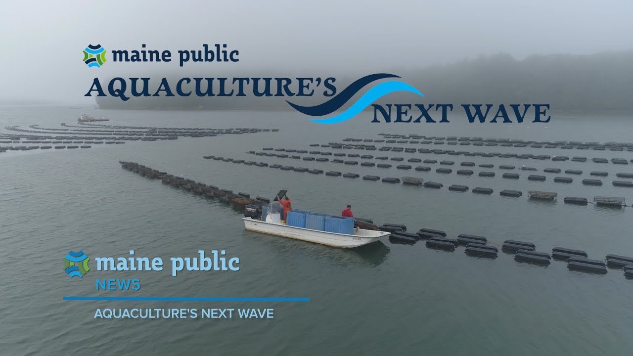 Maine Public News: Aquaculture's Next Wave