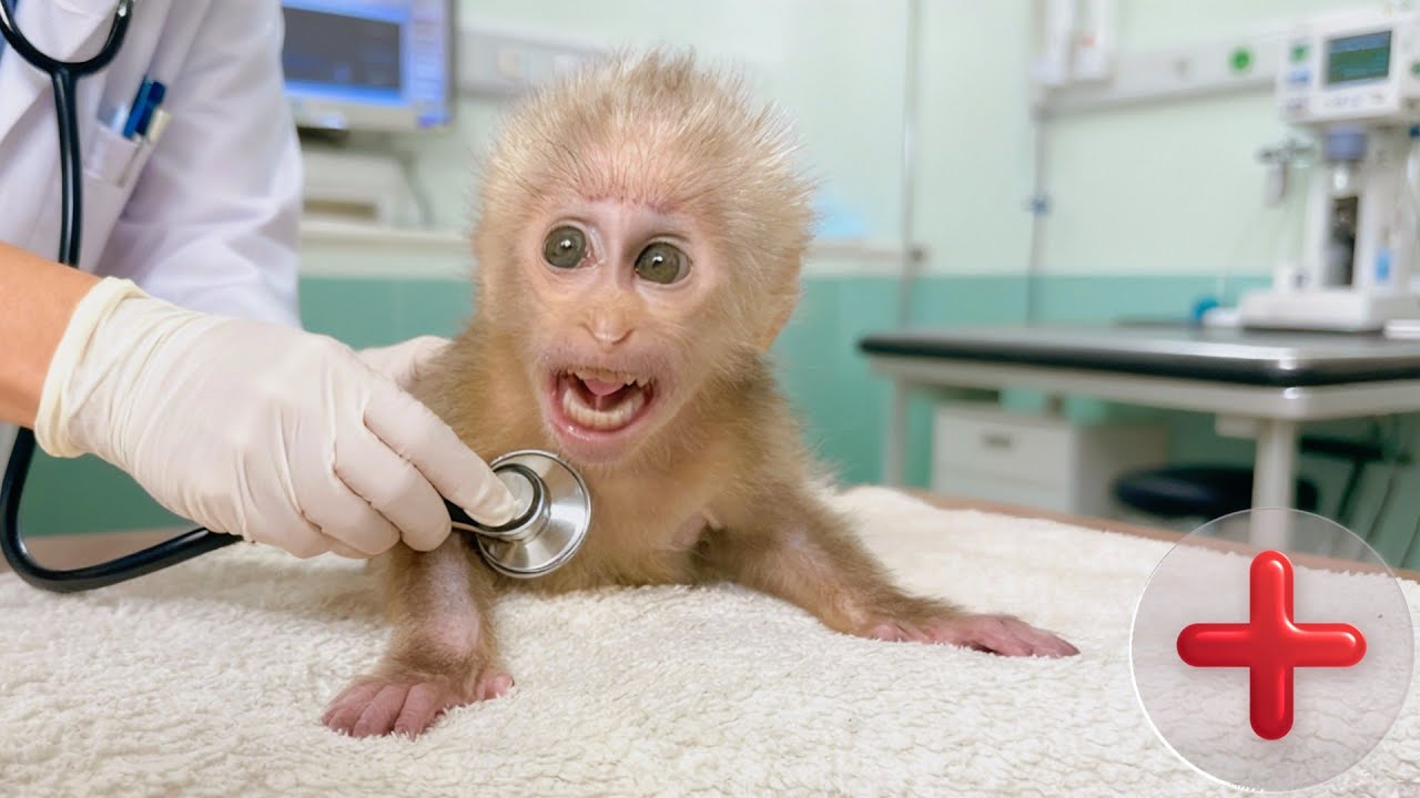 Baby Monkey Lulu Returns to the Vet for a Safe Post Surgery Checkup.
